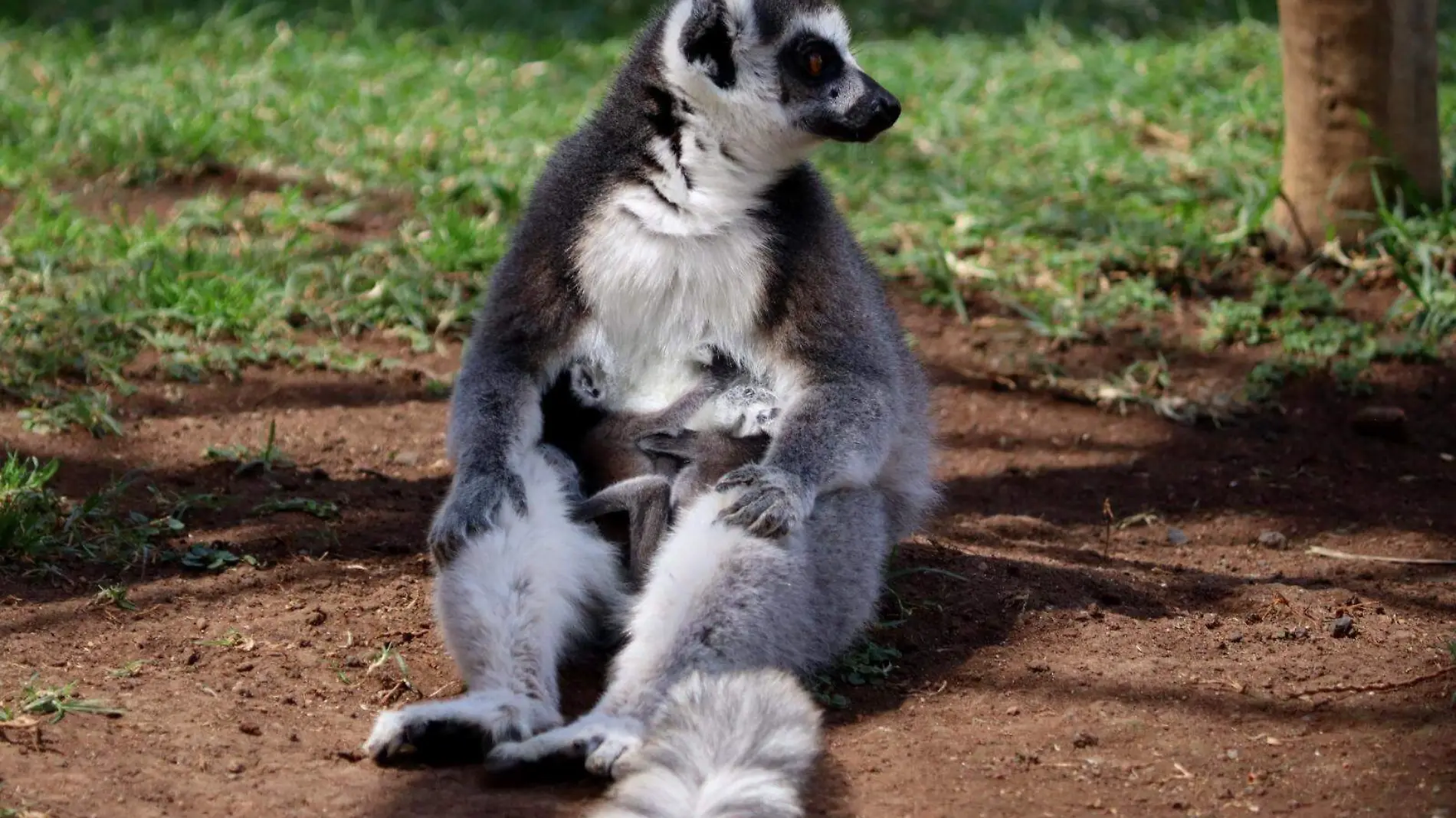 Mamá lemur con sus crías